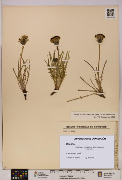Hypochaeris incana [Espécimen: UDEC:CONC:0027429]