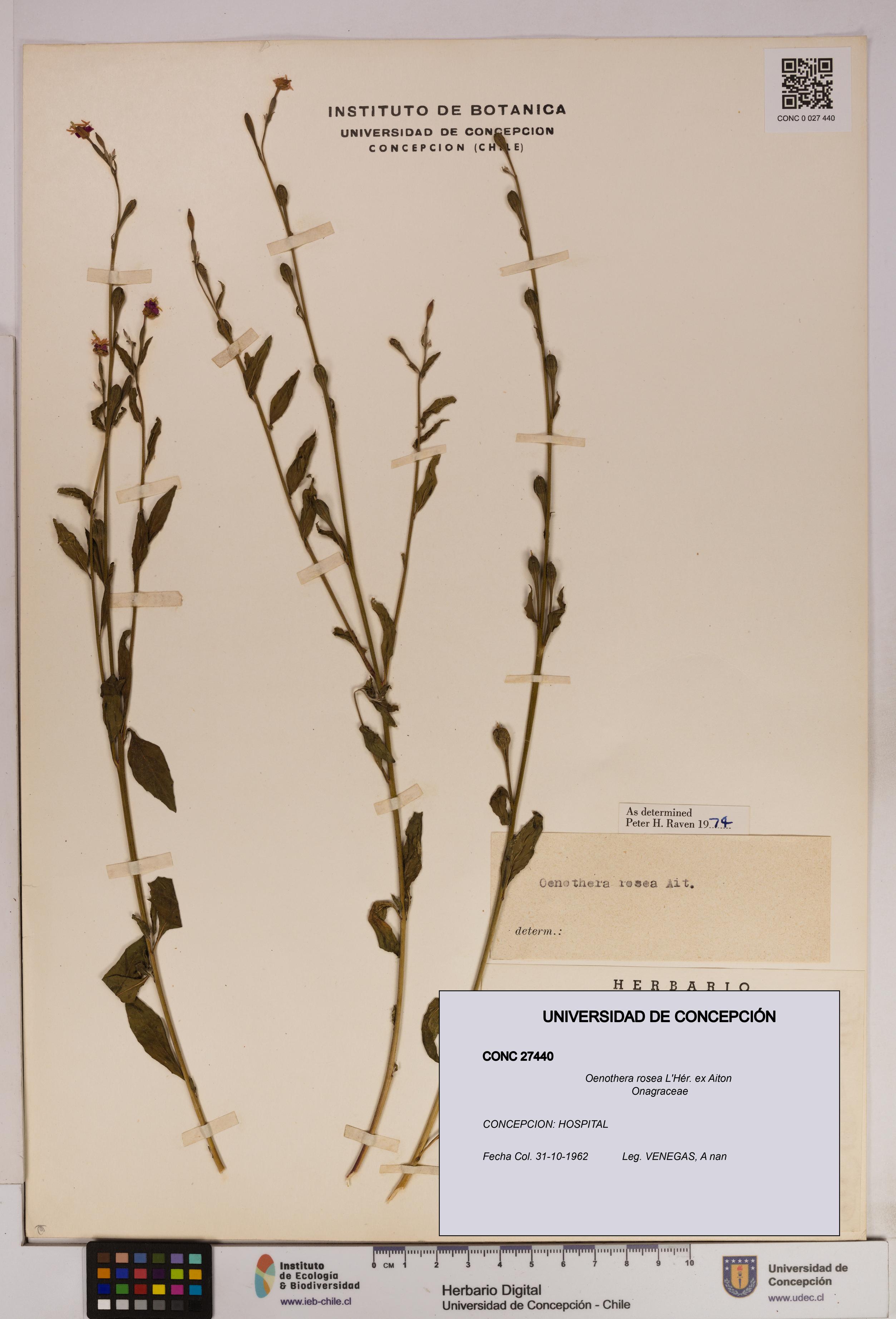 Oenothera rosea [Espécimen: UDEC:CONC:0027440]
