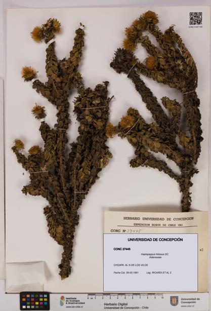 Haplopappus foliosus [Espécimen: UDEC:CONC:0027445]