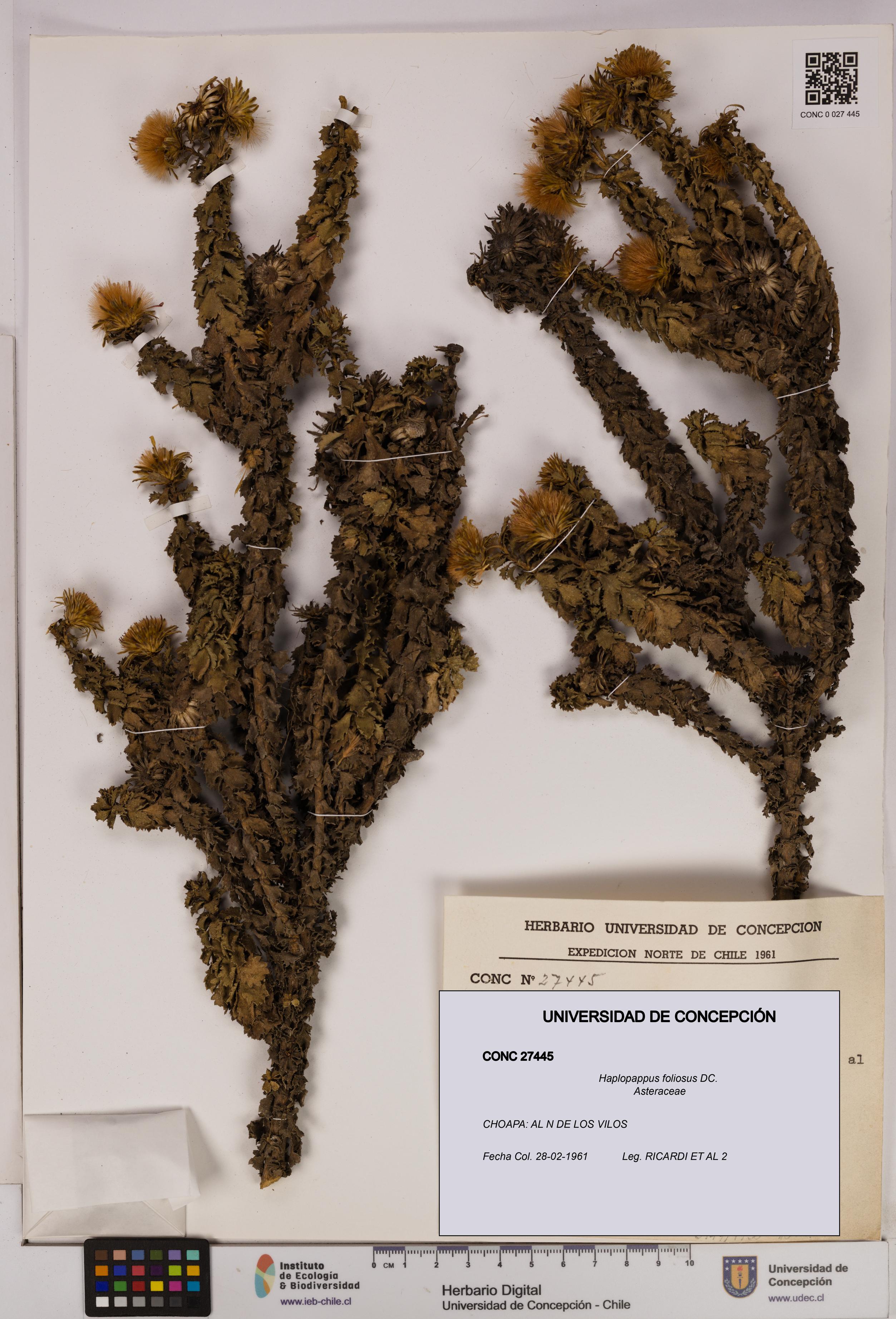 Haplopappus foliosus [Espécimen: UDEC:CONC:0027445]