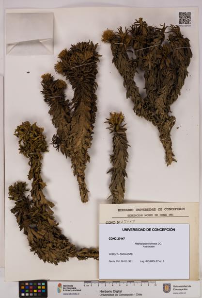 Haplopappus foliosus [Espécimen: UDEC:CONC:0027447]