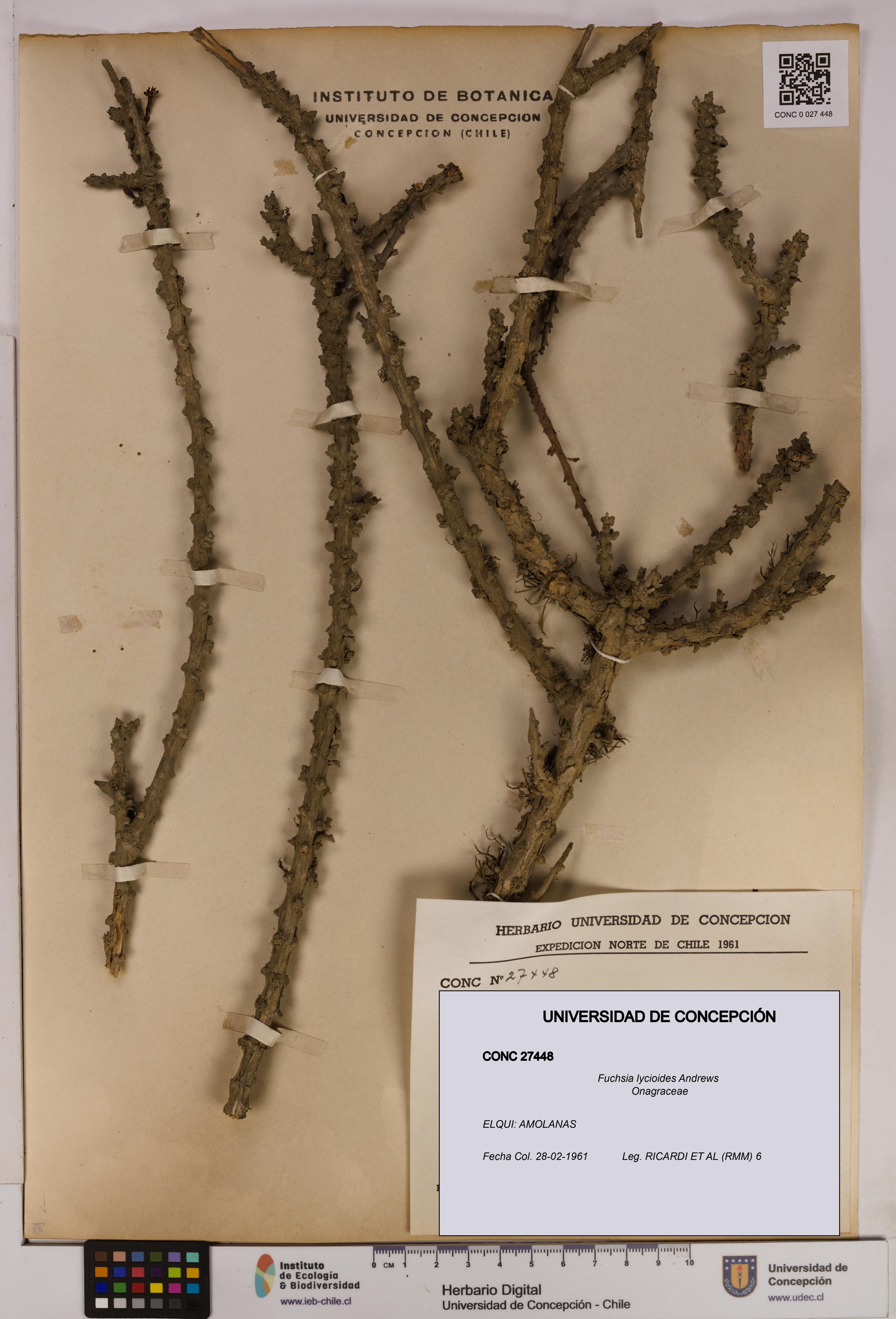 Fuchsia lycioides [Espécimen: UDEC:CONC:0027448]