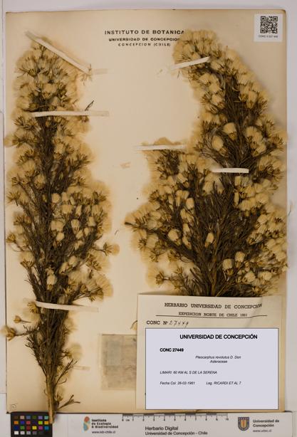 Pleocarphus revolutus [Espécimen: UDEC:CONC:0027449]