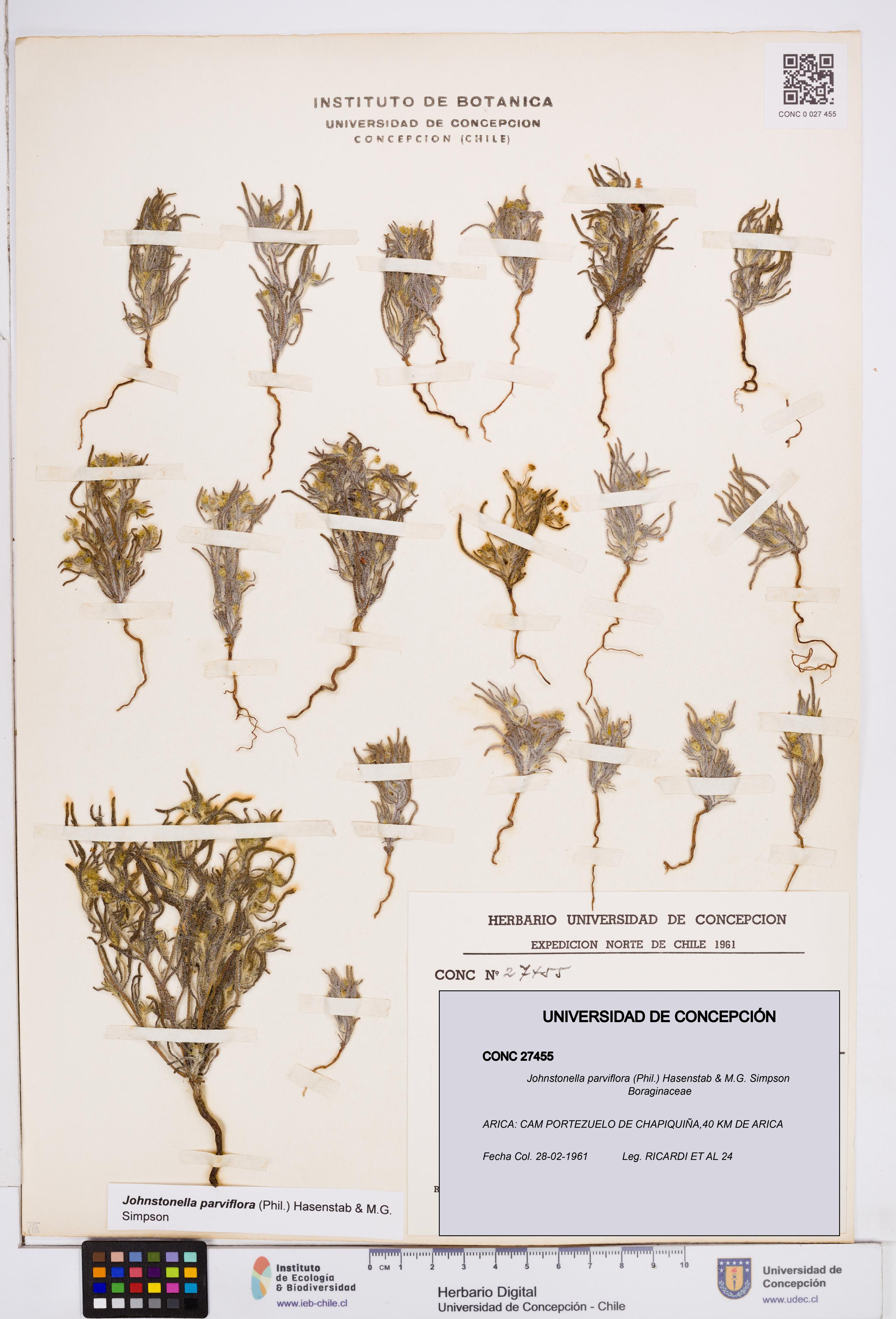 Johnstonella parviflora [Espécimen: ]