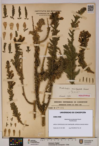 Malesherbia auristipulata [Espécimen: UDEC:CONC:0027456]