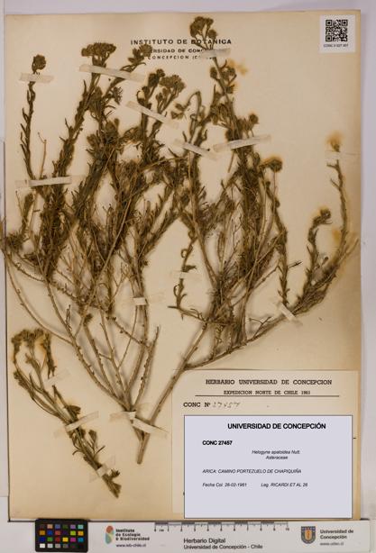 Helogyne apaloidea [Espécimen: UDEC:CONC:0027457]