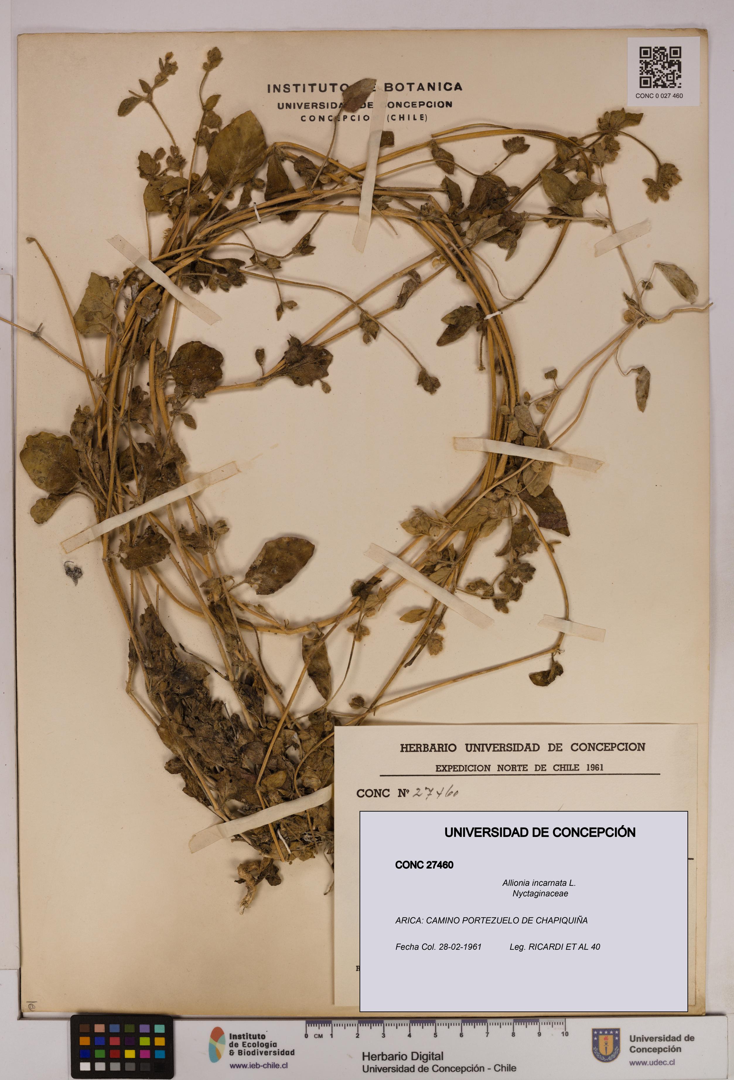 Allionia incarnata [Espécimen: UDEC:CONC:0027460]