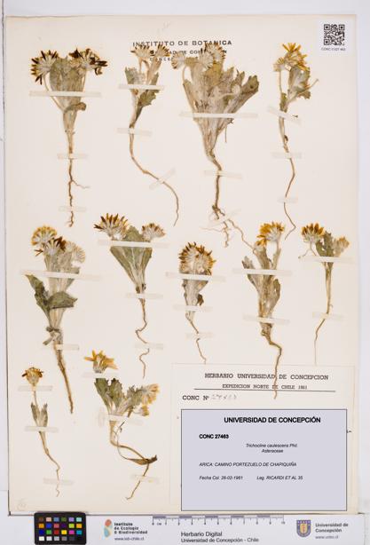 Trichocline caulescens [Espécimen: ]