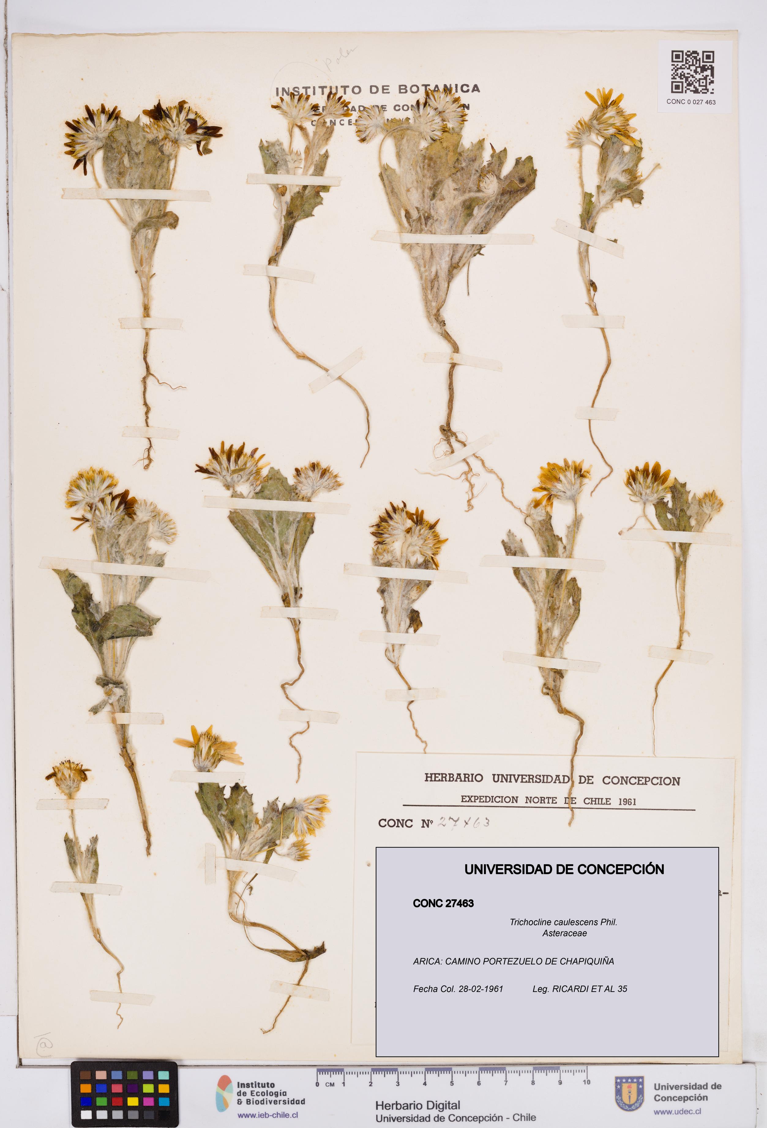 Trichocline caulescens [Espécimen: ]