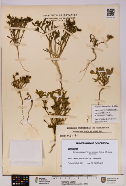 Silvaea celosioides var. altiplanica [Espécimen: UDEC:CONC:0027464]