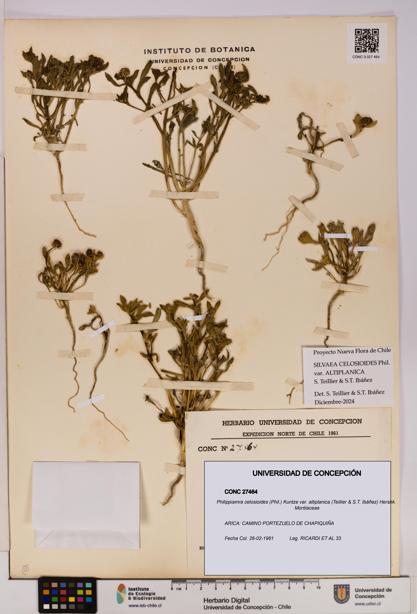 Philippiamra celosioides [Espécimen: ]