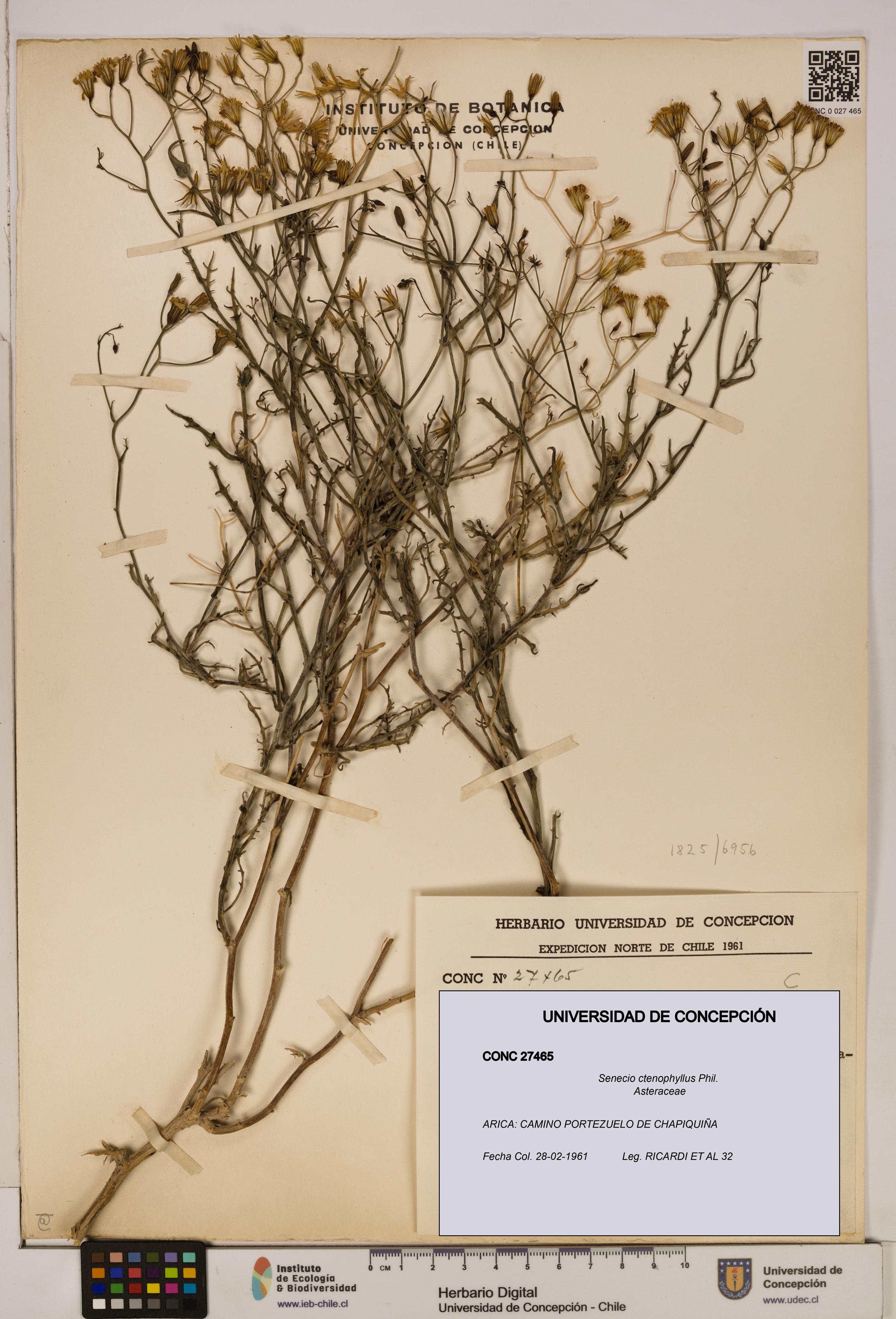 Senecio ctenophyllus [Espécimen: UDEC:CONC:0027465]