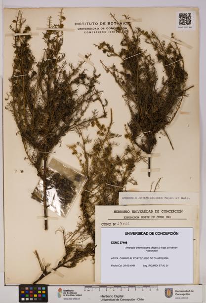 Ambrosia artemisioides [Espécimen: UDEC:CONC:0027466]