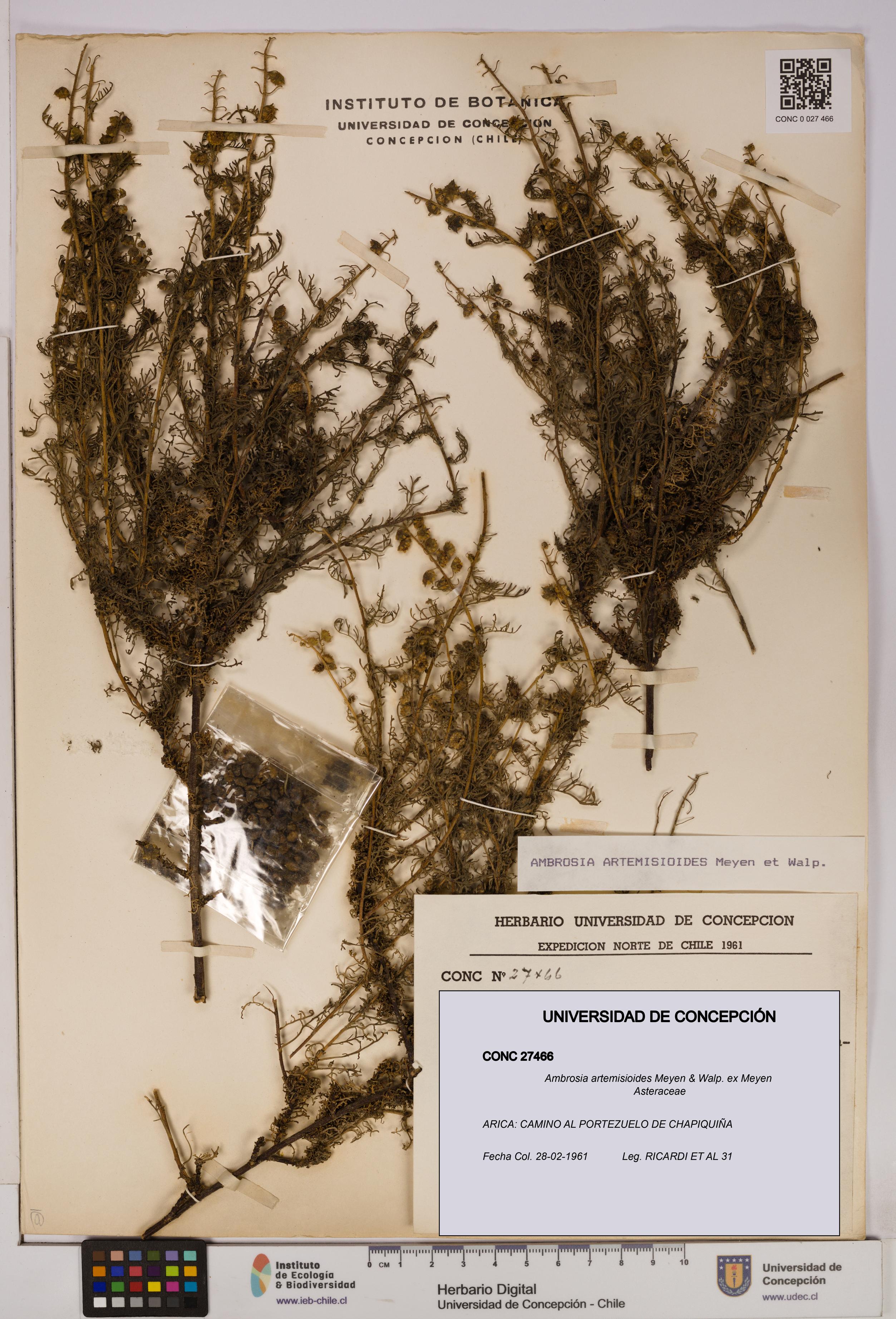 Ambrosia artemisioides [Espécimen: UDEC:CONC:0027466]