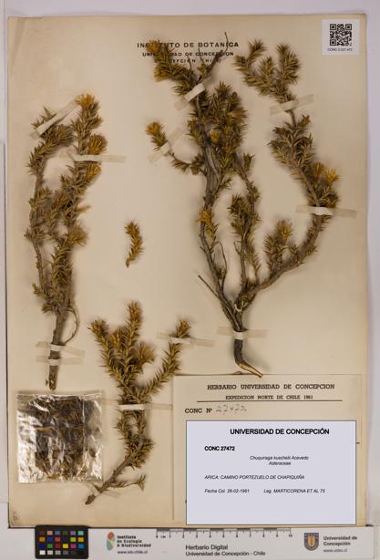 Chuquiraga kuschelii [Espécimen: UDEC:CONC:0027472]