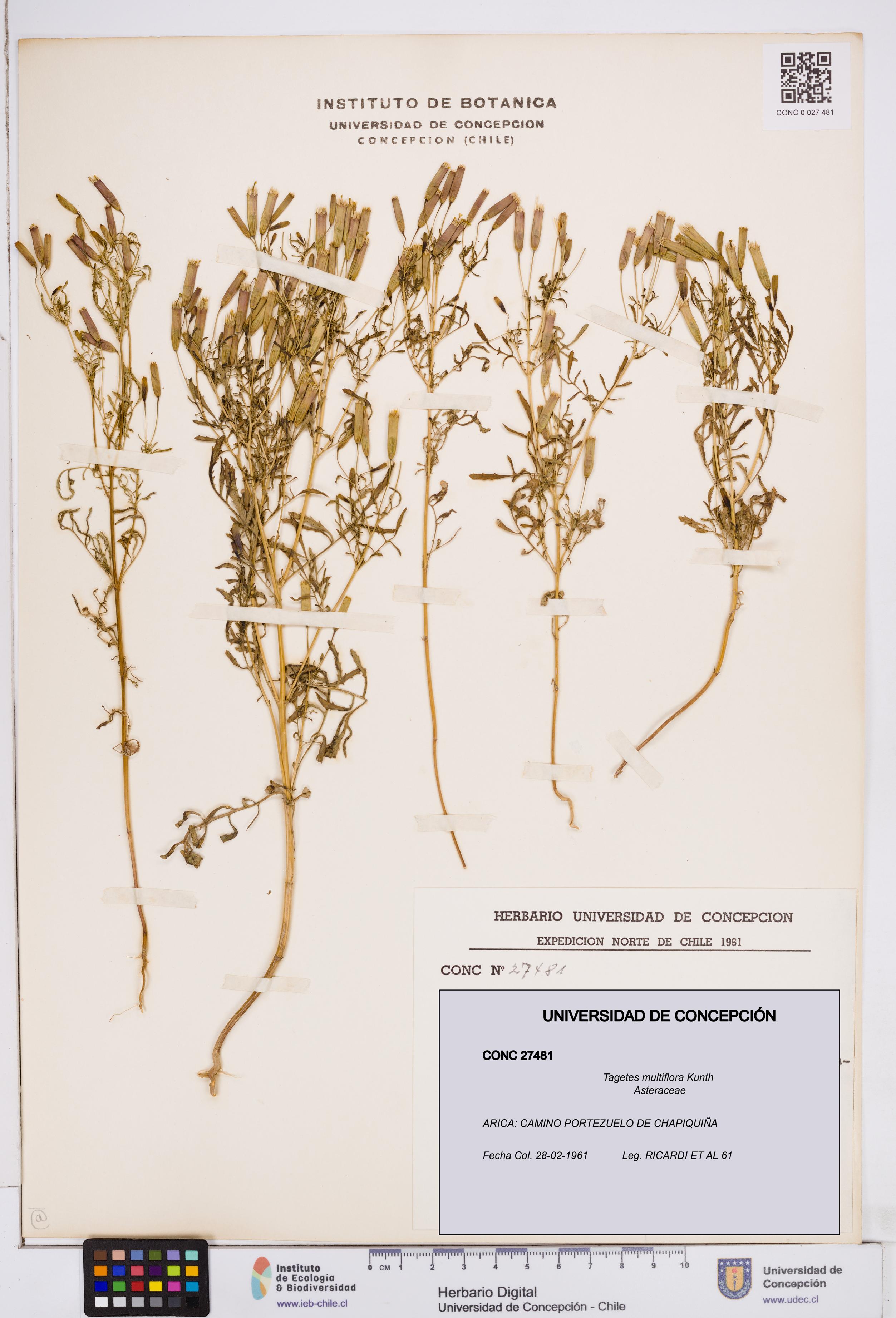 Tagetes multiflora [Espécimen: ]