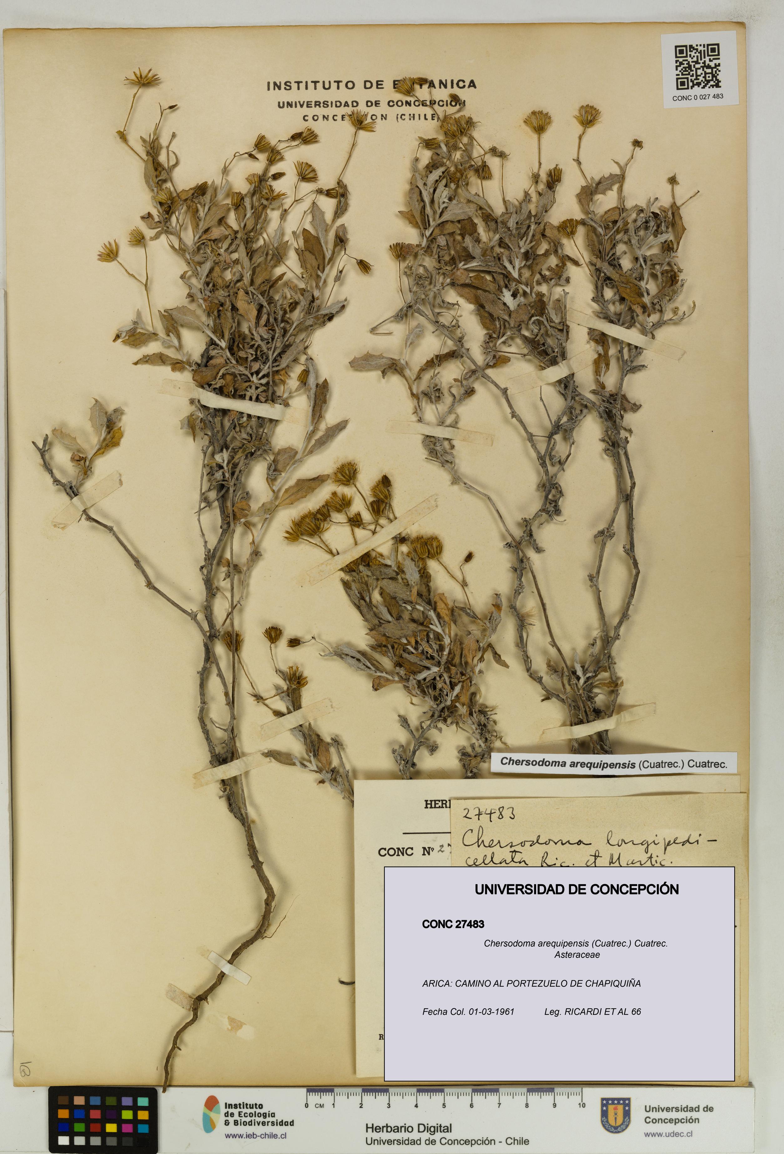 Chersodoma arequipensis [Espécimen: UDEC:CONC:0027483]