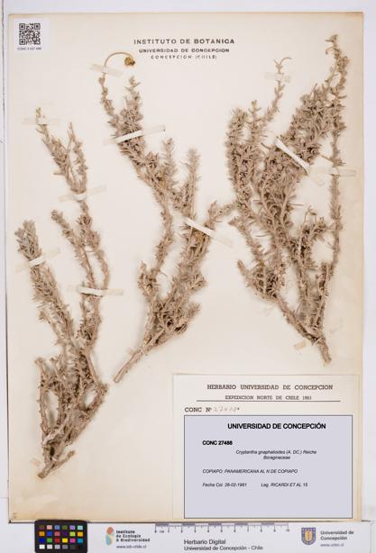 Cryptantha gnaphalioides [Espécimen: ]