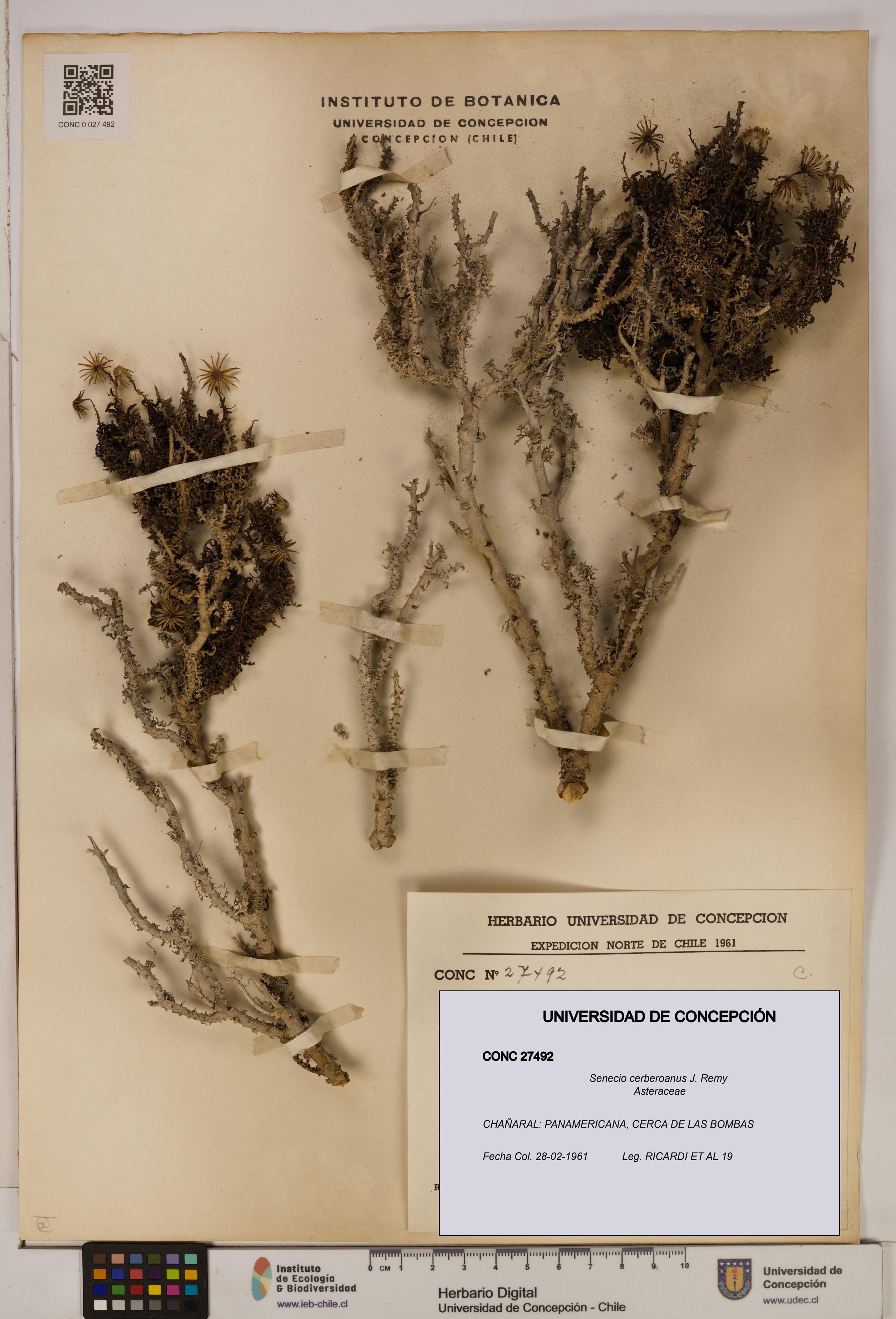 Senecio cerberoanus [Espécimen: UDEC:CONC:0027492]