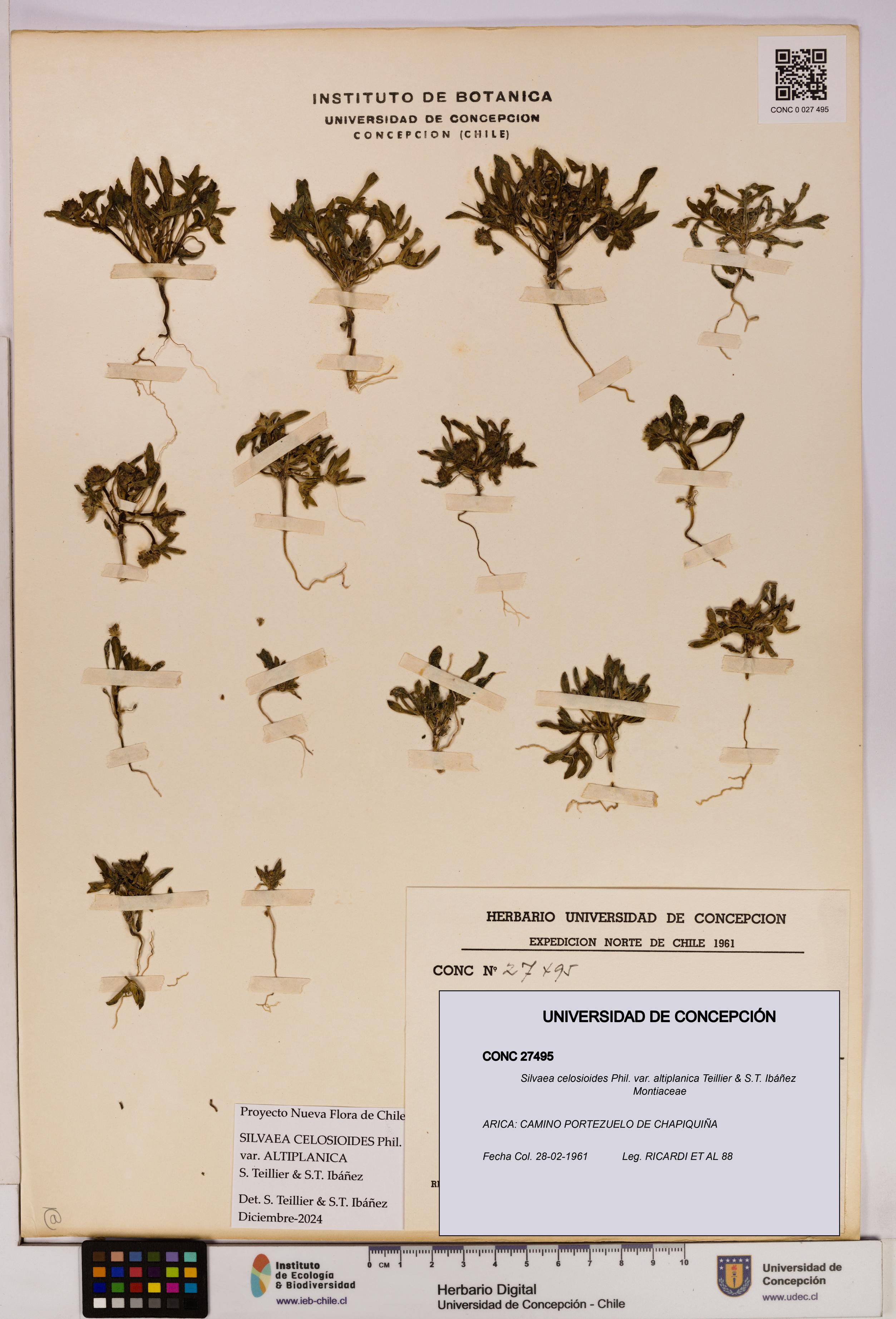 Silvaea celosioides var. altiplanica [Espécimen: UDEC:CONC:0027495]