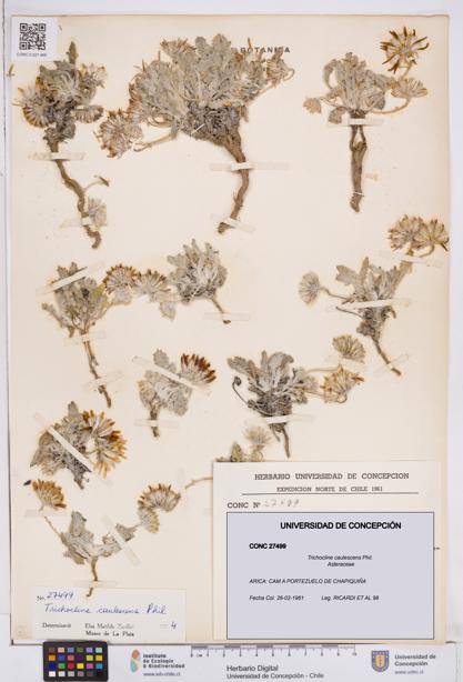 Trichocline caulescens [Espécimen: ]