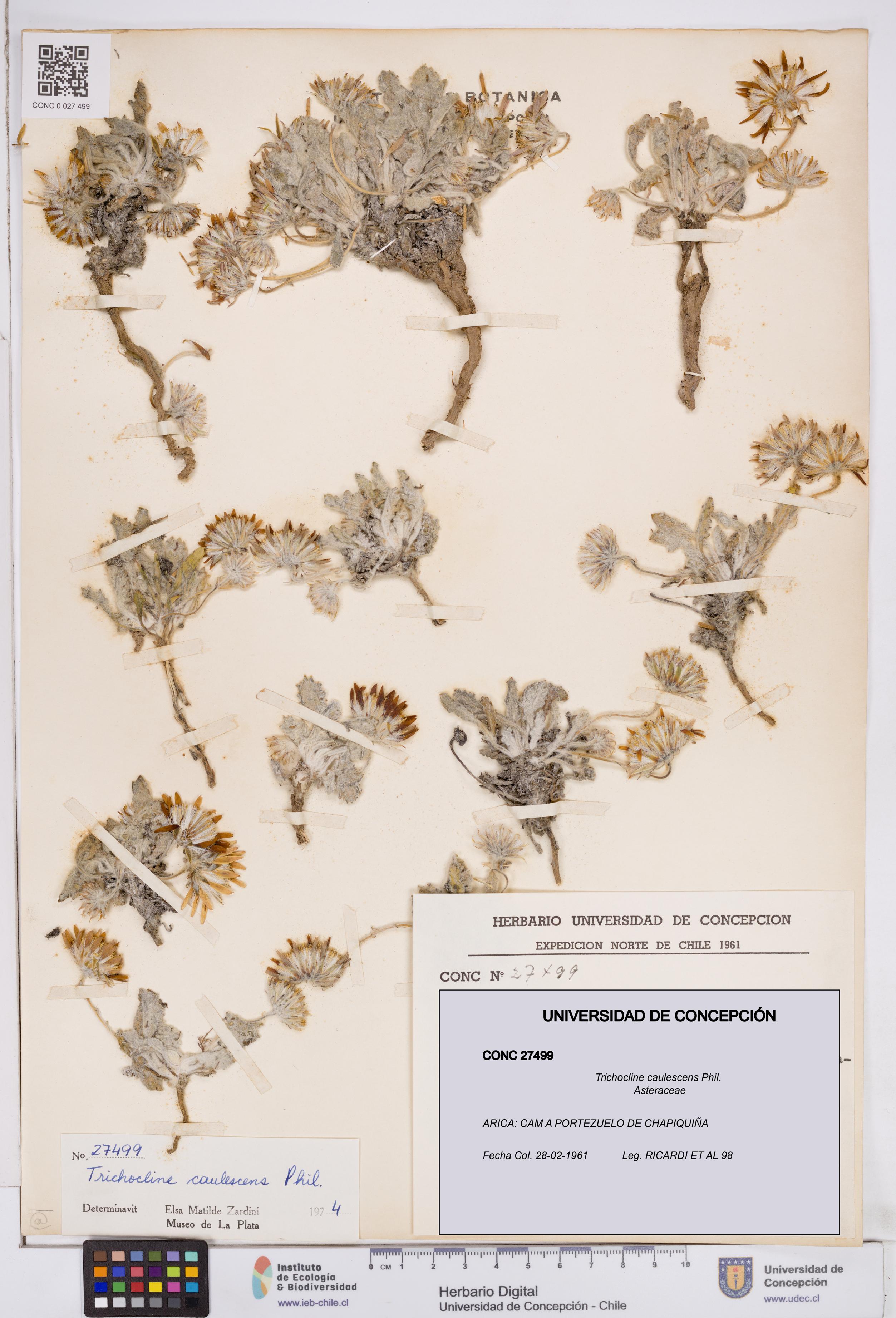 Trichocline caulescens [Espécimen: ]