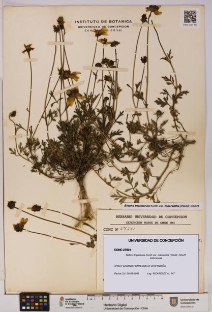 Bidens triplinervia [Espécimen: UDEC:CONC:0027501]
