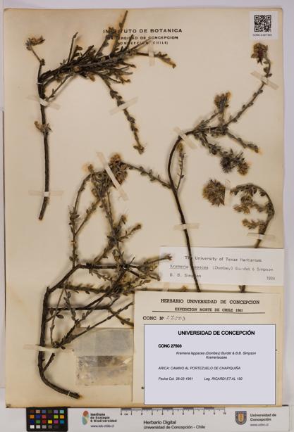 Krameria lappacea [Espécimen: UDEC:CONC:0027503]