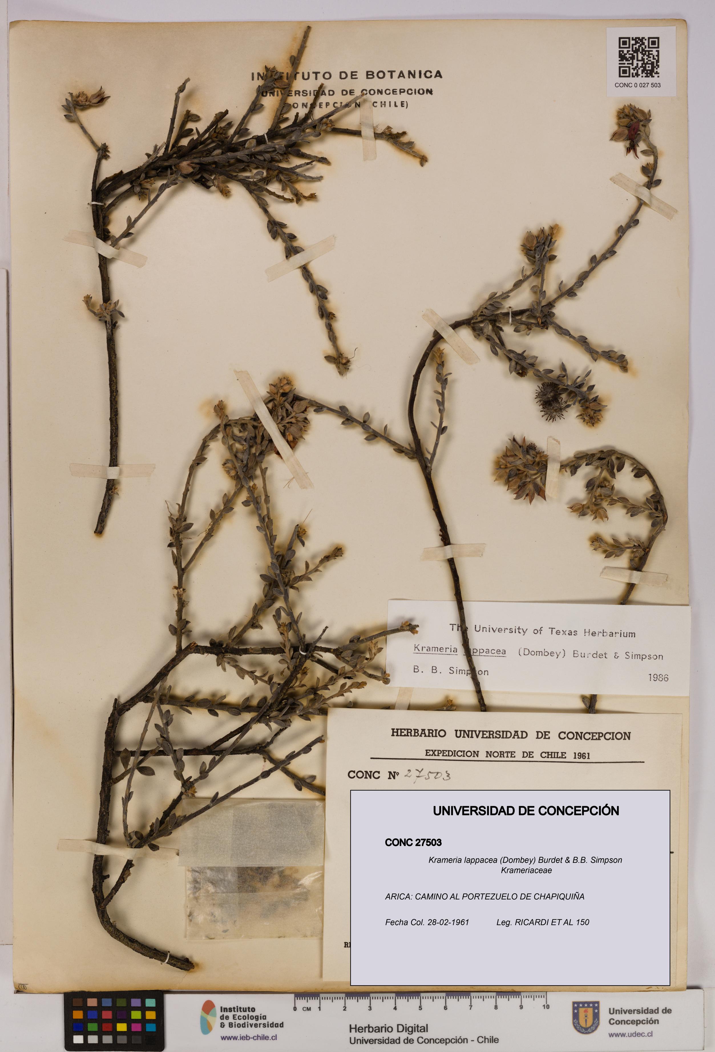 Krameria lappacea [Espécimen: UDEC:CONC:0027503]