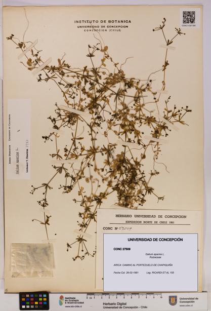 Galium aparine [Espécimen: UDEC:CONC:0027509]