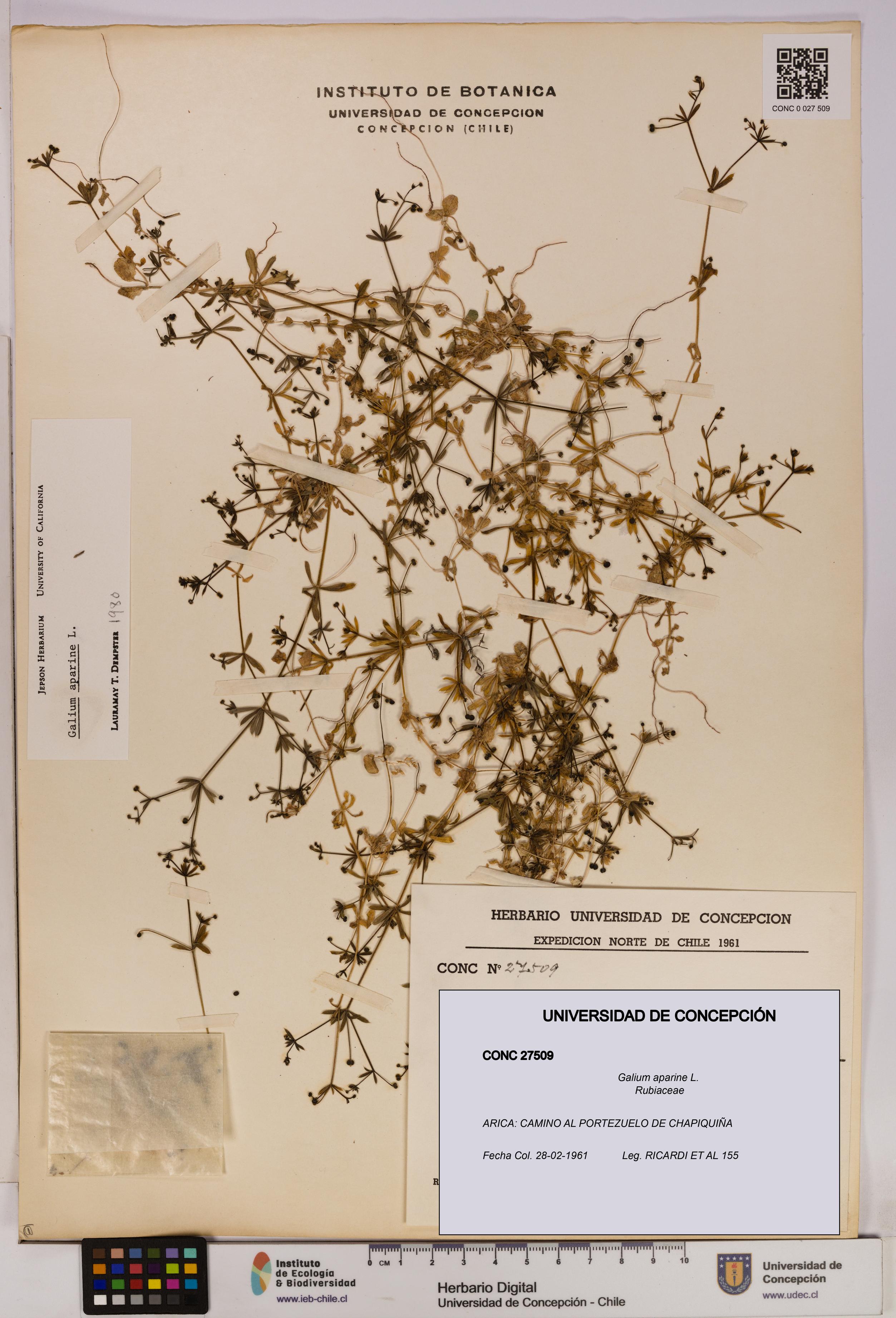 Galium aparine [Espécimen: UDEC:CONC:0027509]