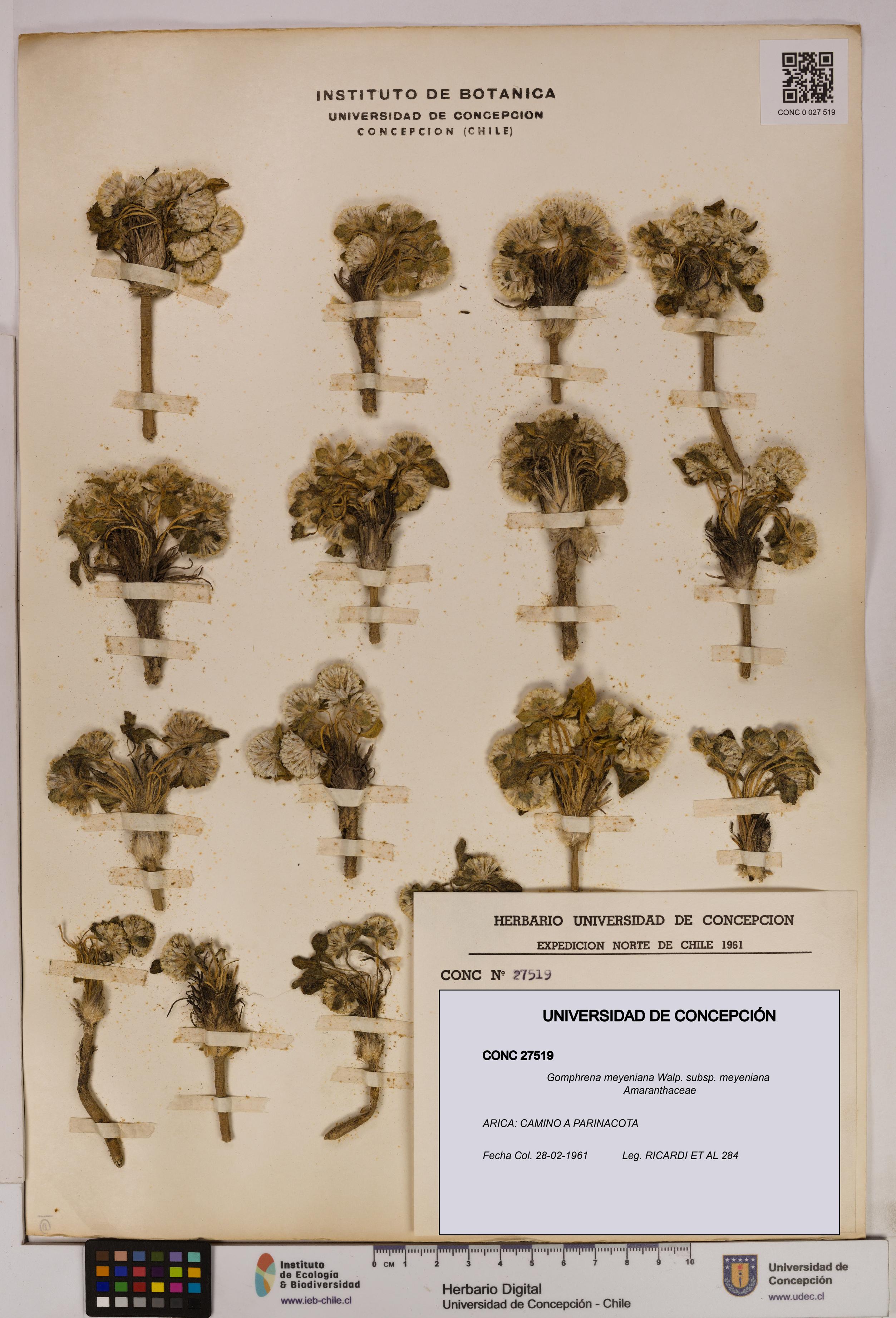 Gomphrena meyeniana subsp. meyeniana [Espécimen: UDEC:CONC:0027519]