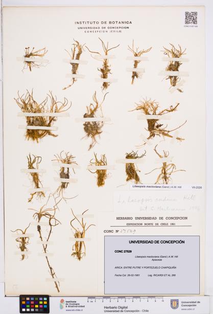 Lilaeopsis macloviana [Espécimen: ]