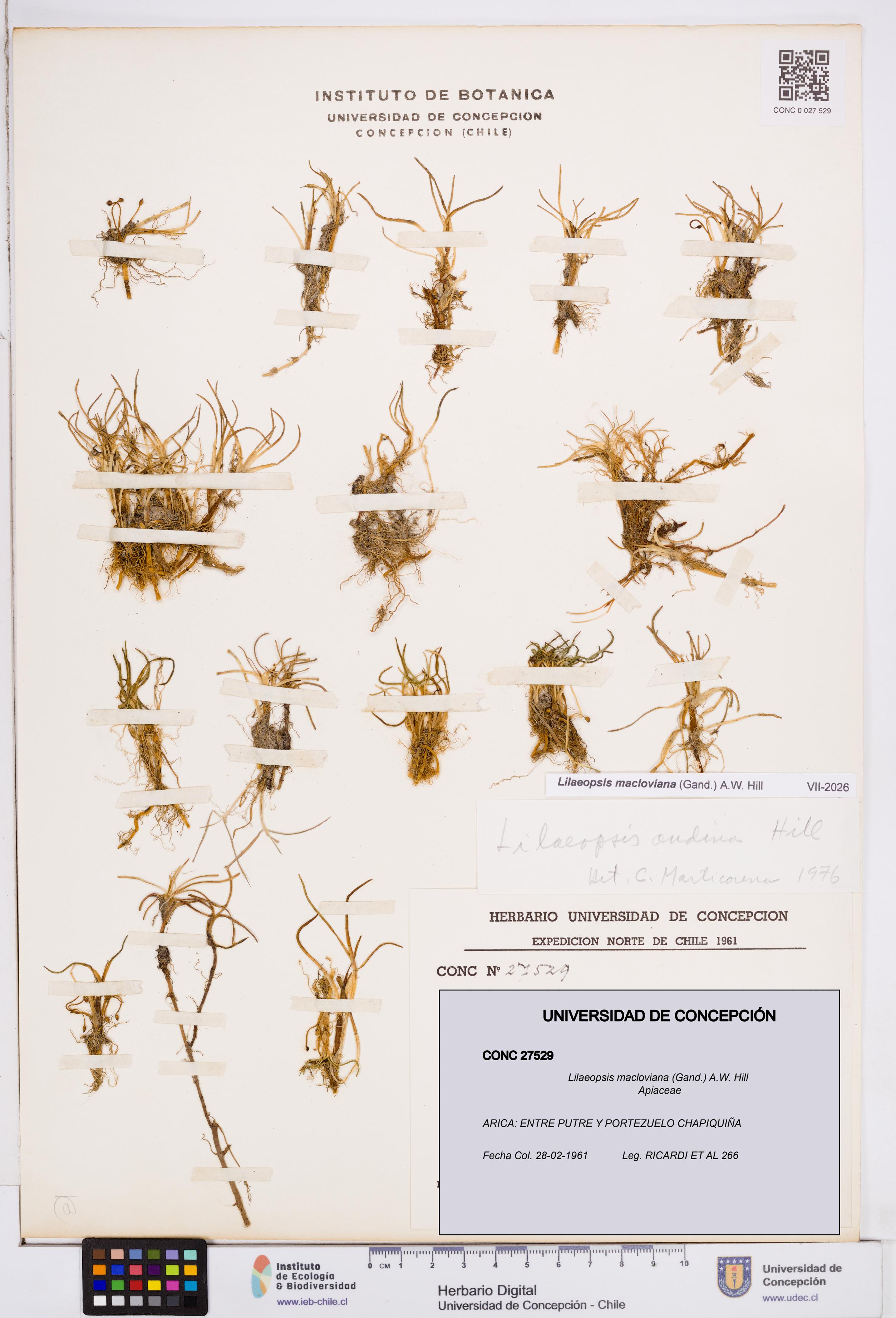 Lilaeopsis macloviana [Espécimen: ]