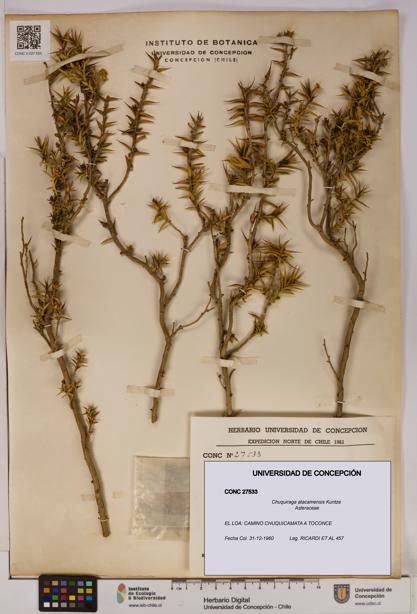 Chuquiraga atacamensis [Espécimen: UDEC:CONC:0027533]