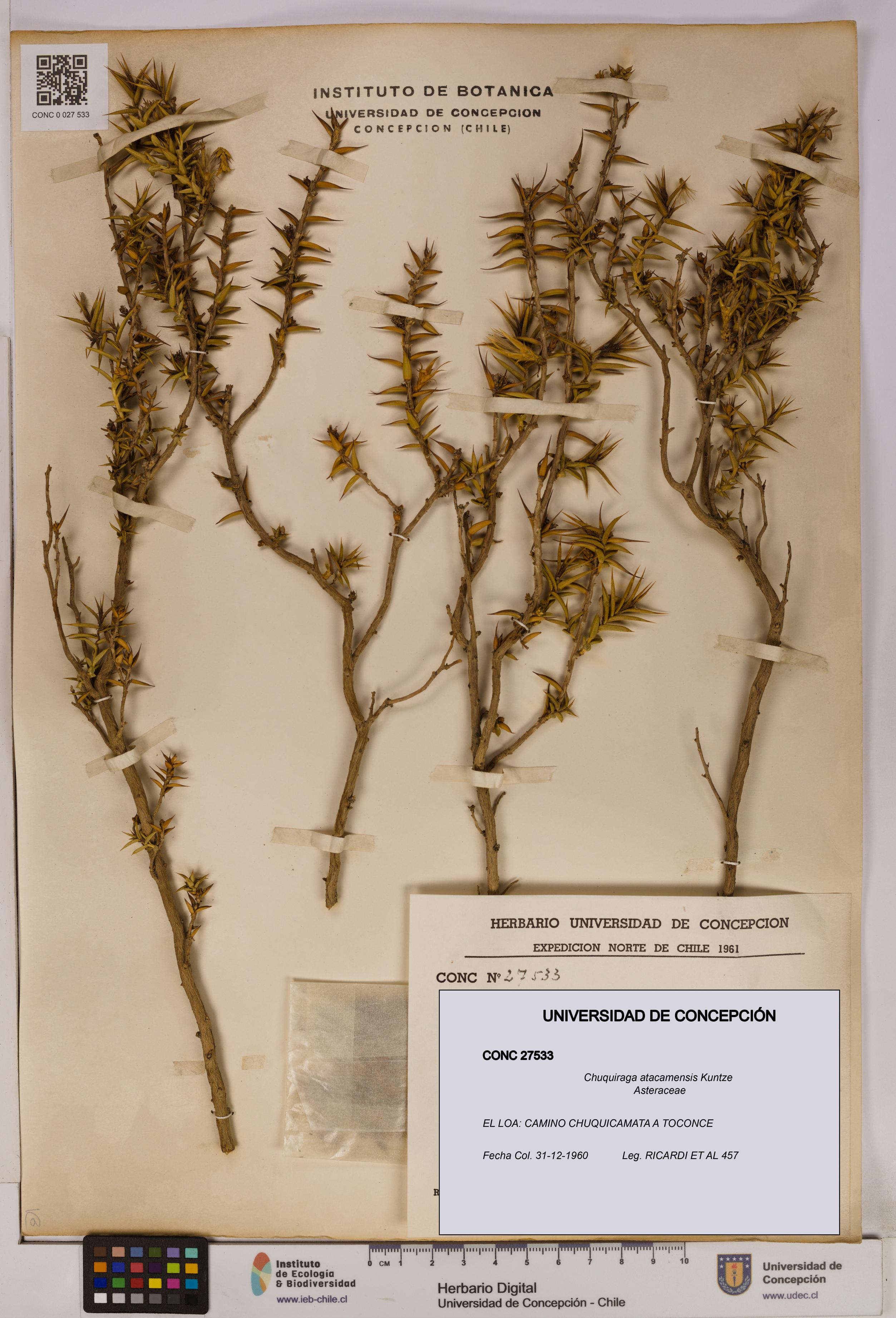 Chuquiraga atacamensis [Espécimen: UDEC:CONC:0027533]