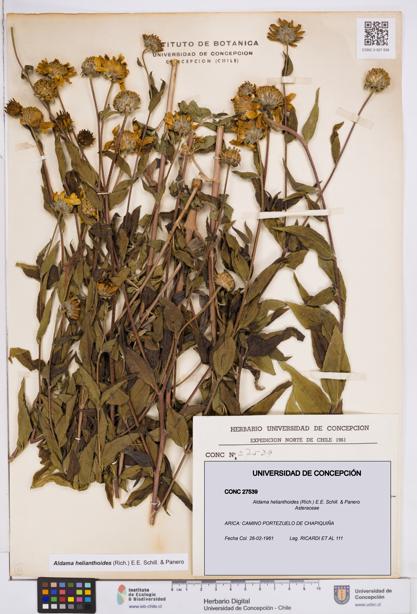 Aldama helianthoides [Espécimen: ]