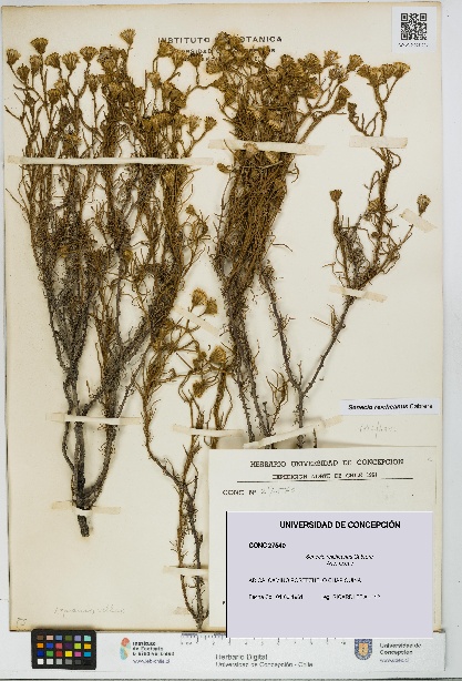 Senecio reicheanus [Espécimen: UDEC:CONC:0027540]