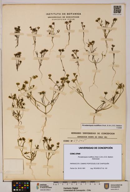 Picradeniopsis multiflora [Espécimen: ]