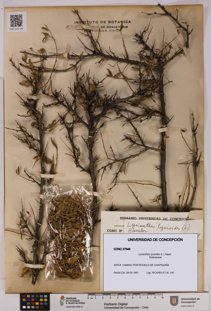 Lycianthes lycioides [Espécimen: UDEC:CONC:0027546]