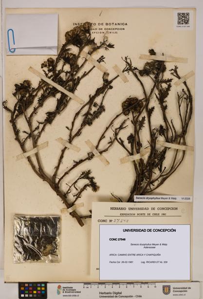 Senecio dryophyllus [Espécimen: UDEC:CONC:0027548]