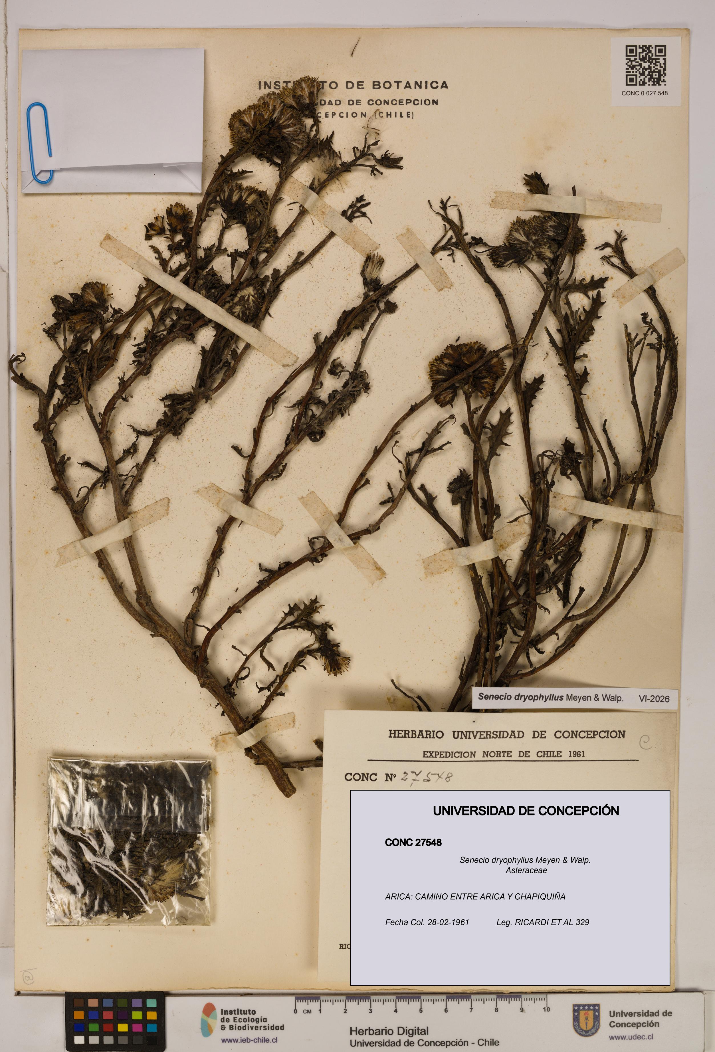 Senecio dryophyllus [Espécimen: UDEC:CONC:0027548]