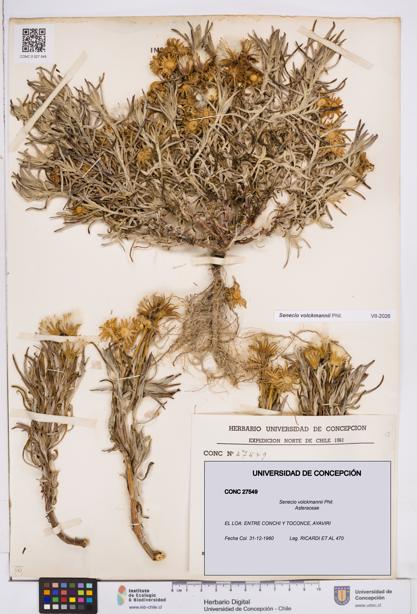 Senecio volckmannii [Espécimen: ]