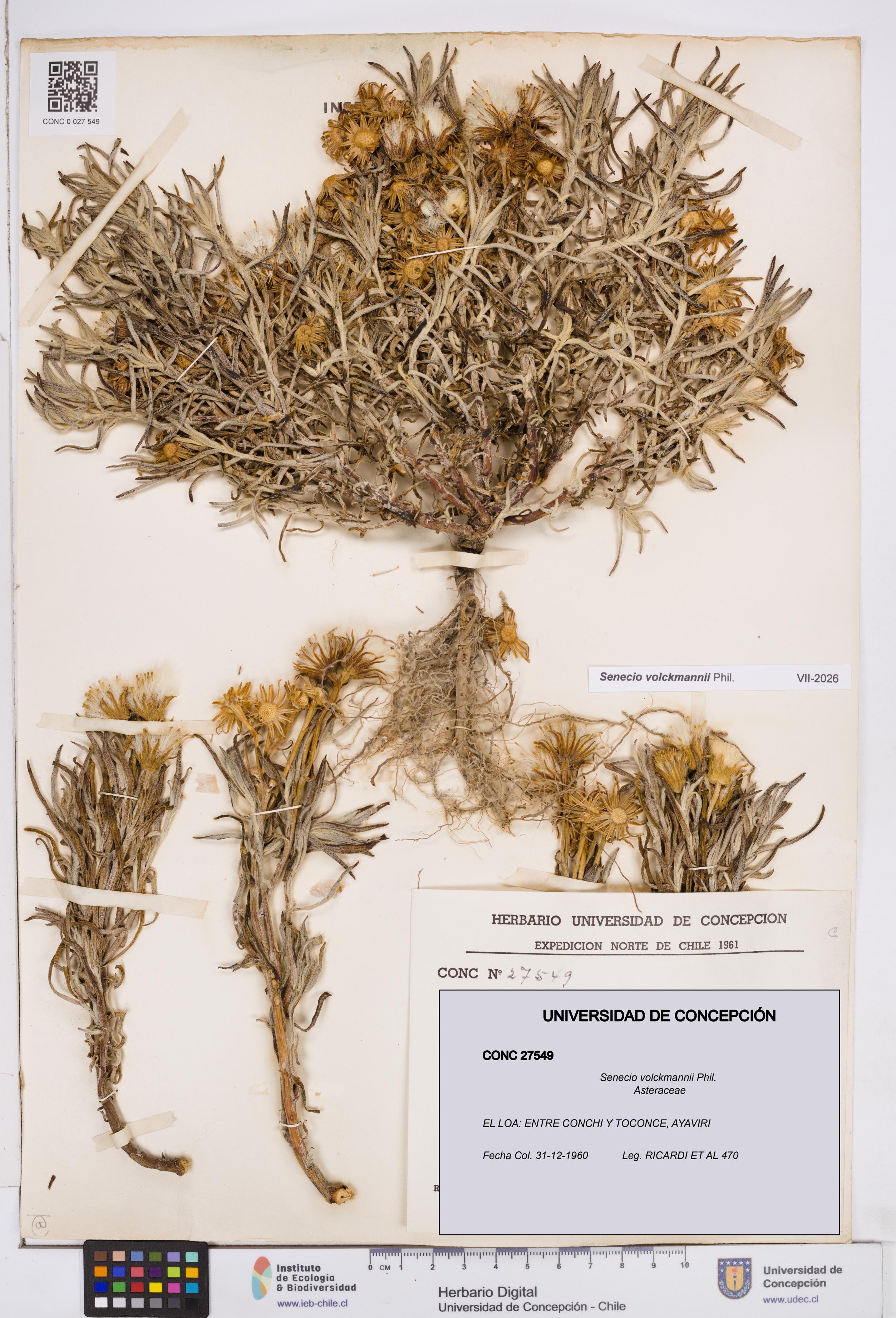 Senecio volckmannii [Espécimen: ]