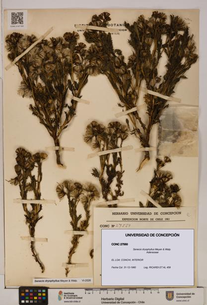 Senecio dryophyllus [Espécimen: UDEC:CONC:0027550]