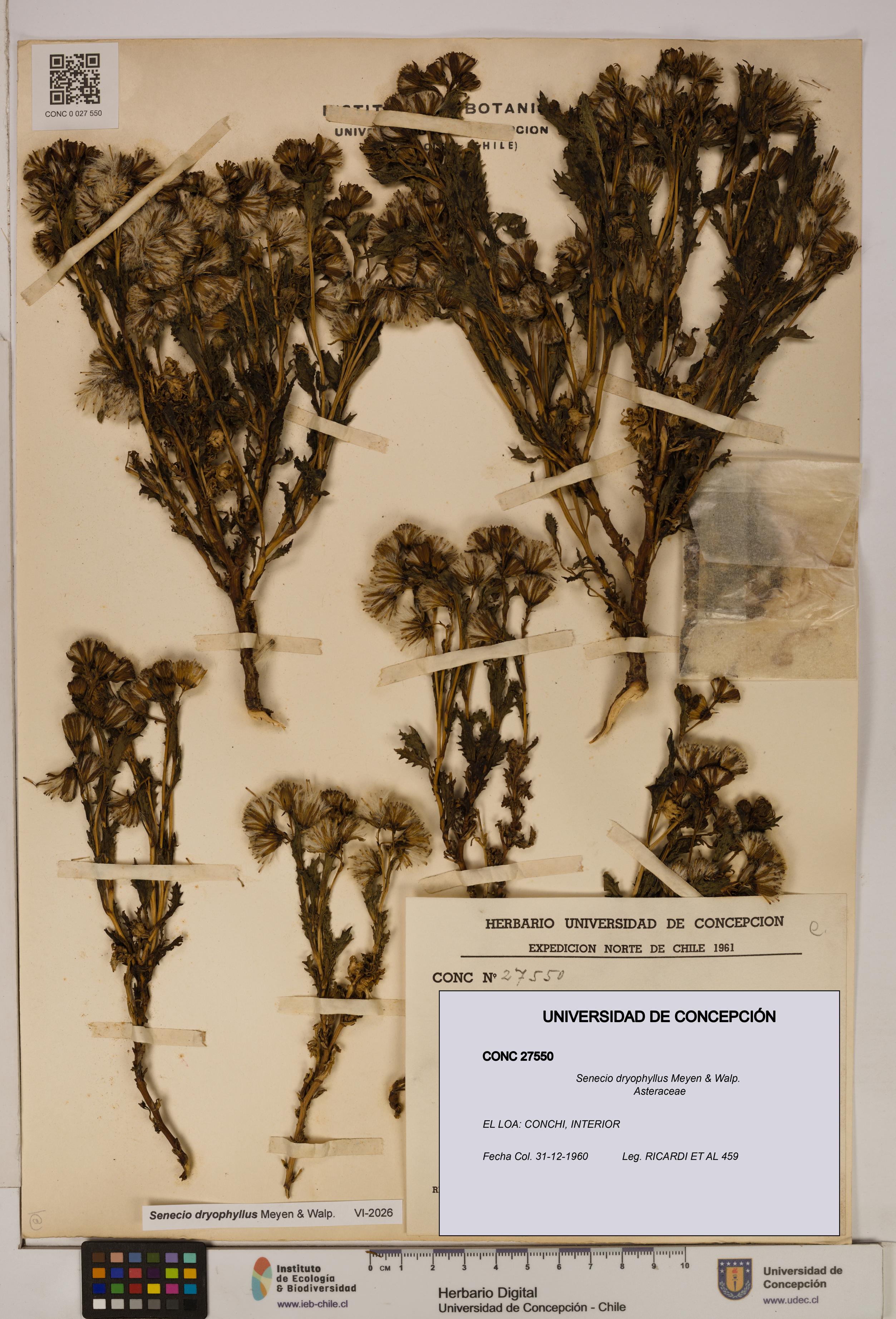 Senecio dryophyllus [Espécimen: UDEC:CONC:0027550]