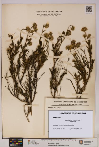 Diplostephium meyenii [Espécimen: UDEC:CONC:0027551]