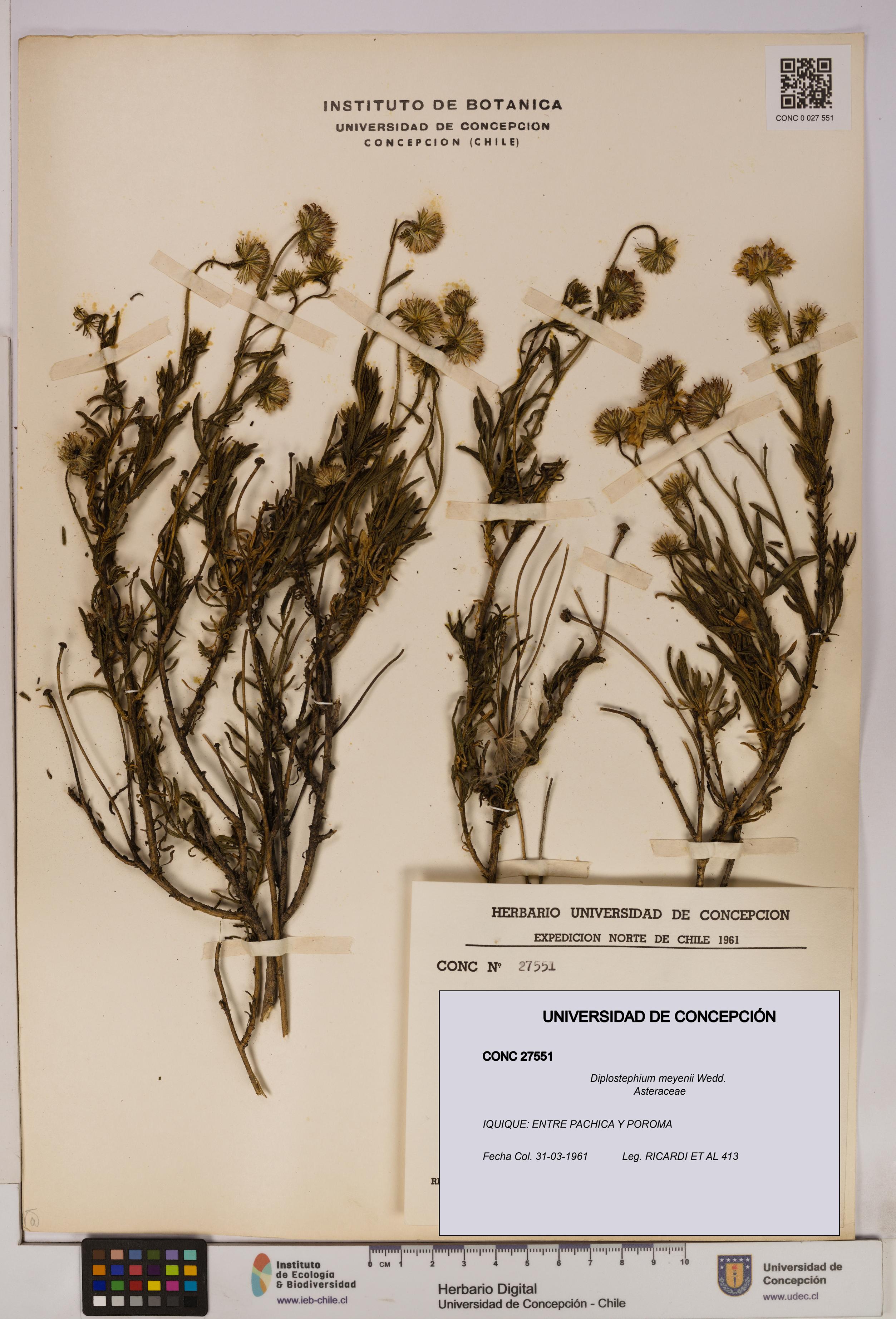 Diplostephium meyenii [Espécimen: UDEC:CONC:0027551]