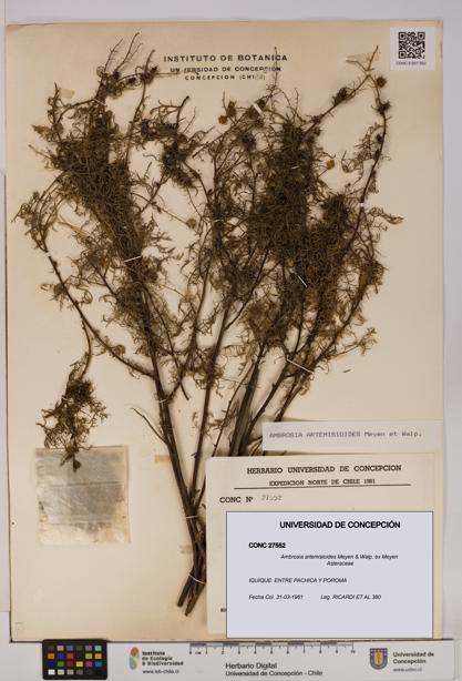 Ambrosia artemisioides [Espécimen: UDEC:CONC:0027552]