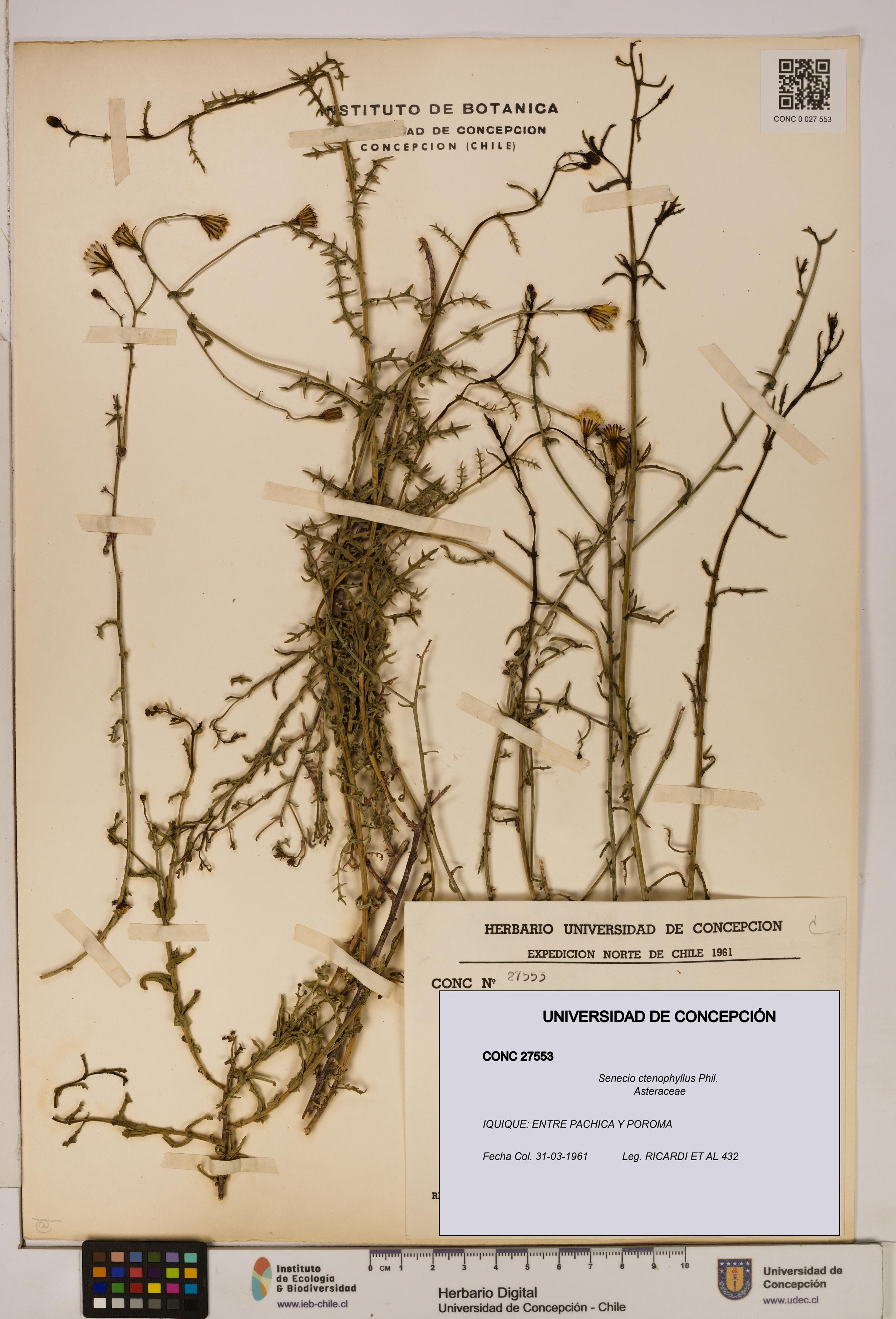 Senecio ctenophyllus [Espécimen: UDEC:CONC:0027553]